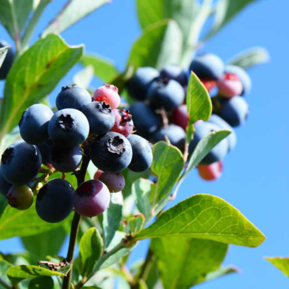 ヨーグルトのためのブルーベリーソース3本セット 【結婚式 ギフト 調味料】