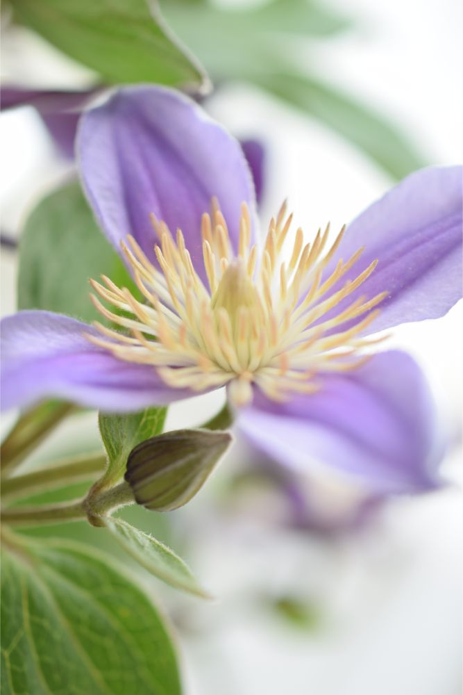 【生花】2way ブーケ 【結婚式 フラワー 生花 ブーケ ブートニア】