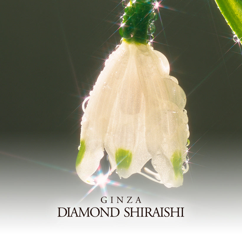 Diamond Lily(ダイヤモンド リリー)