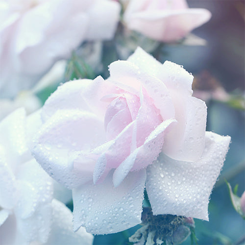 Tea Rose(ティー ローズ)