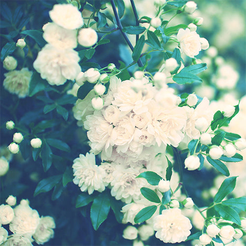 Wild Rose(ワイルドローズ)