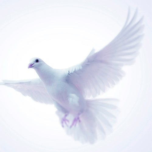 Mariage Oiseaux(マリアージュ オワゾー)