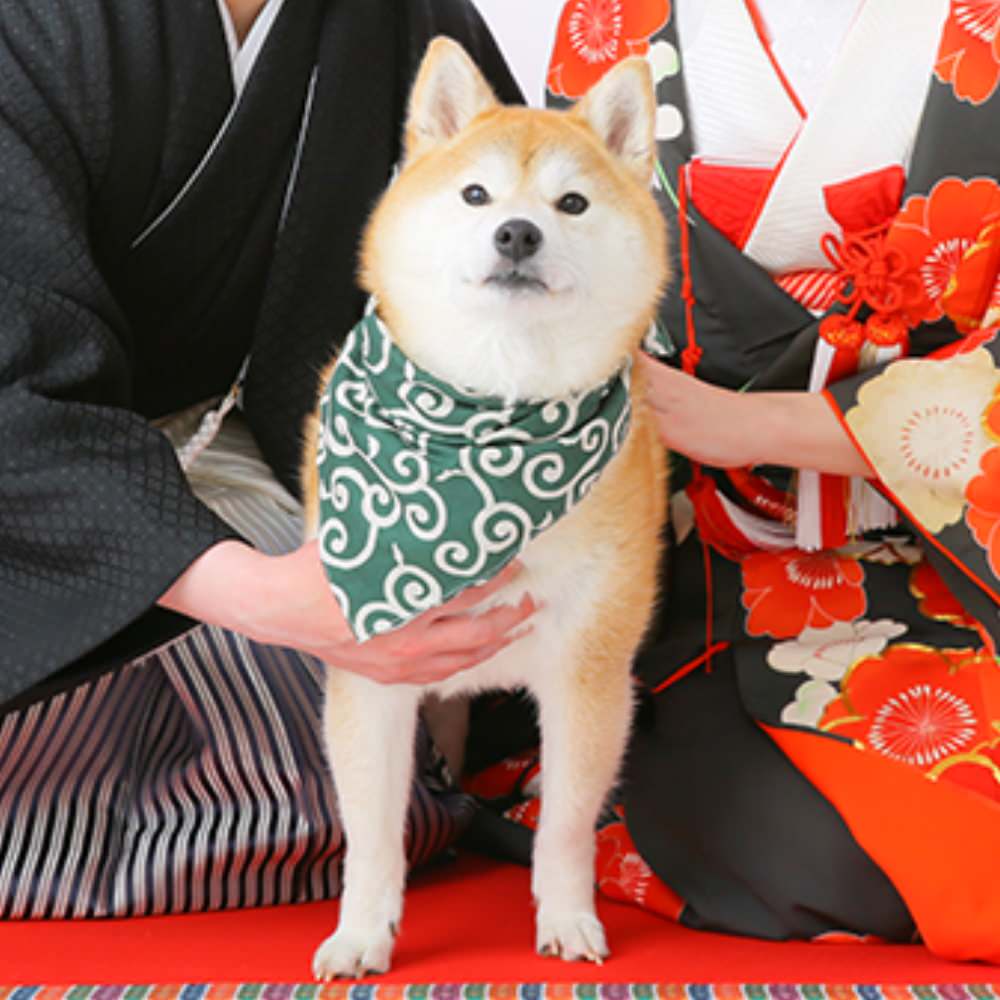 スタジオ和装撮影　厳選20カットデータ付プラン　【結婚式　写真　フォト　撮影】