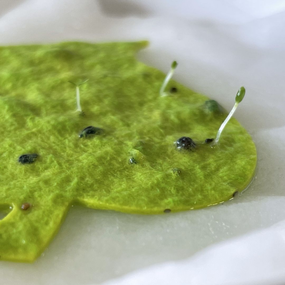 芽が出る席札-ムエット【結婚式 ペーパー 席札】