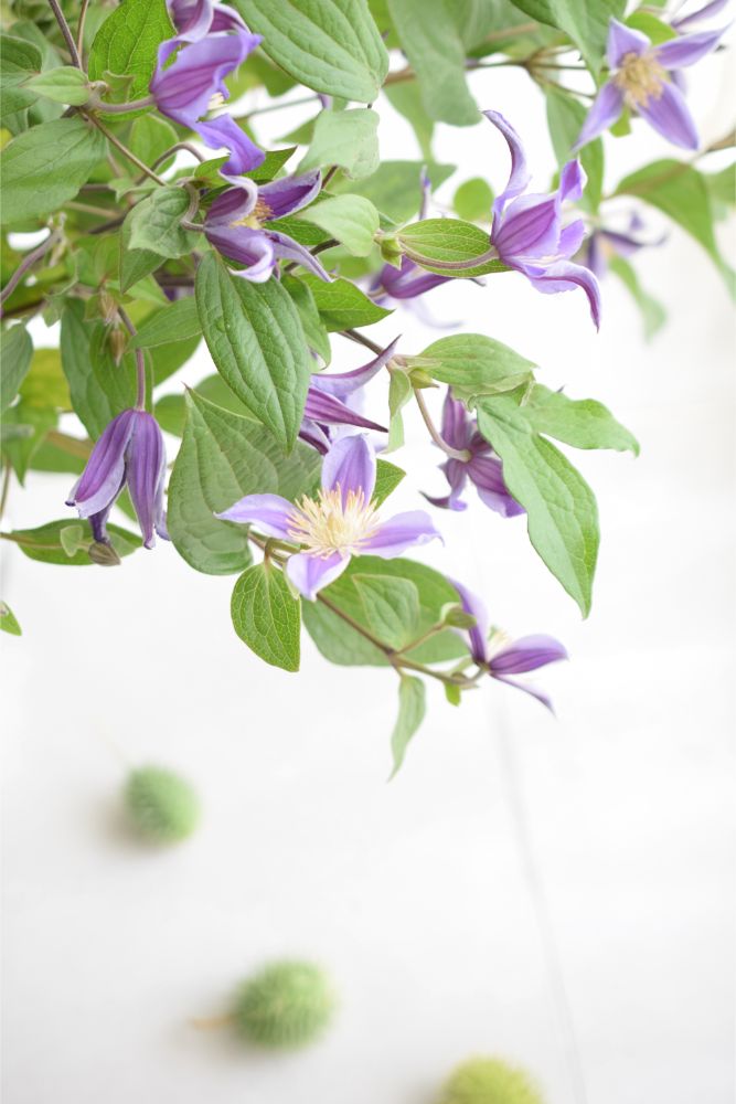 【生花】2way ブーケ 【結婚式 フラワー 生花 ブーケ ブートニア】