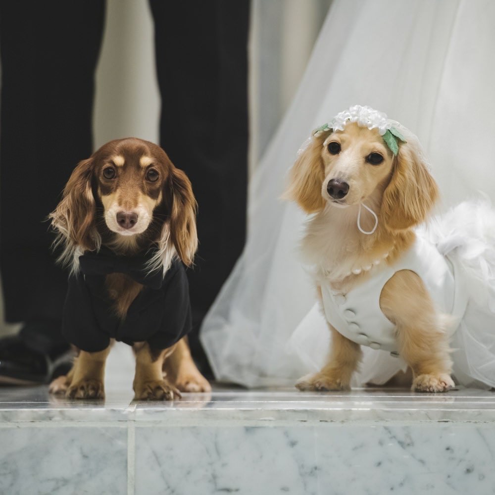 【愛犬用】タキシード　愛犬とお揃い 結婚式 【結婚式　タキシード　オーダーメイド】