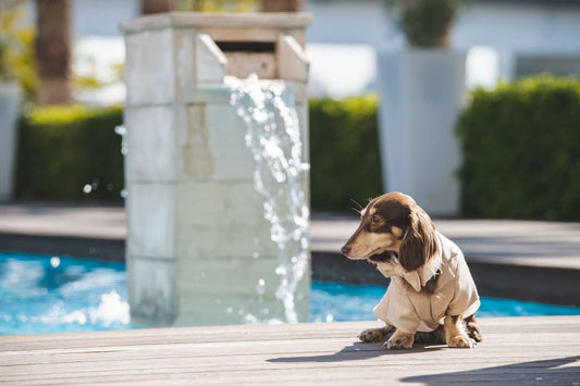 ドッグス タキシード/愛犬とお揃い【結婚式 犬 タキシード】 【結婚式 タキシード オーダーメイド】