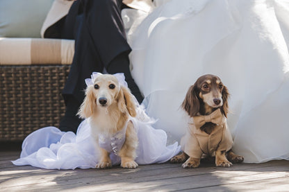 ドッグス タキシード/愛犬とお揃い【結婚式 犬 タキシード】 【結婚式　タキシード　オーダーメイド】