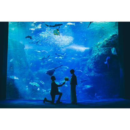 新江ノ島水族館フォトウェディング【結婚式　写真　フォトウェディング】