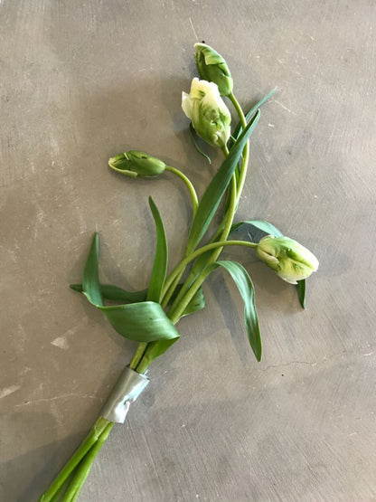 【生花】SIB bouquet natural / white X green 【結婚式 フラワー 生花 ブーケ ブートニア】