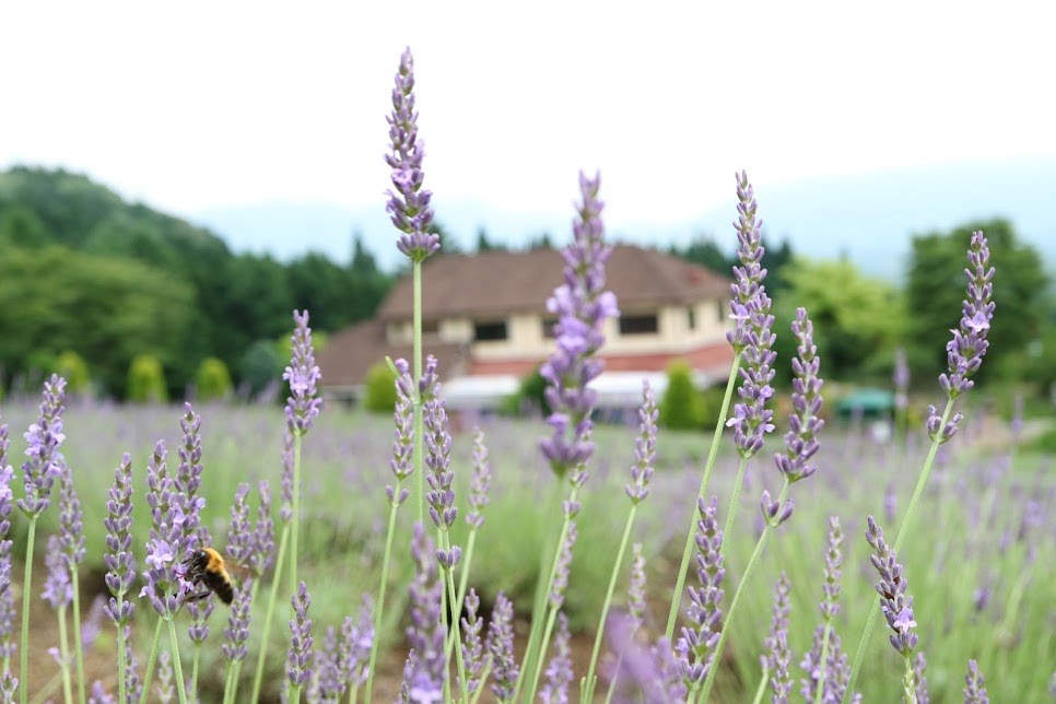 オーガニック石けん「ラベンダー」トライアルサイズ 【結婚式 プチギフト 雑貨】