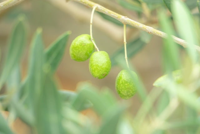 オーガニック石けん「ピュアベビー」トライアルサイズ 【結婚式 プチギフト 雑貨】