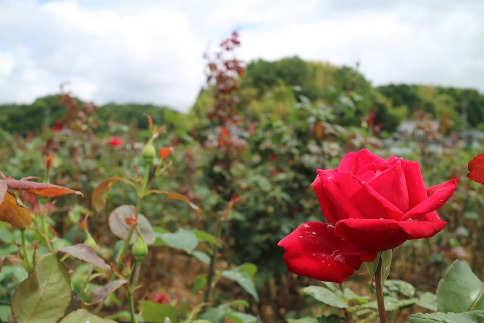 オーガニック石けん「奥出雲ローズ」トライアルサイズ 【結婚式 プチギフト 雑貨】