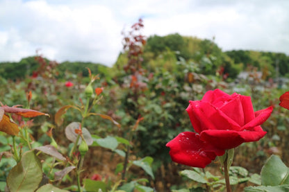 オーガニック石けん「奥出雲ローズ」トライアルサイズ 【結婚式 プチギフト 雑貨】
