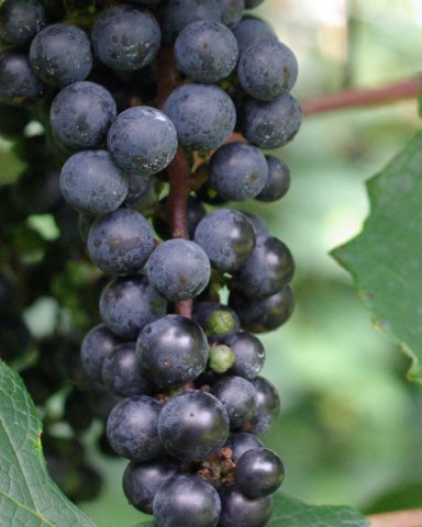 オーガニック石けん「ヤマブドウ」トライアルサイズ 【結婚式 プチギフト 雑貨】