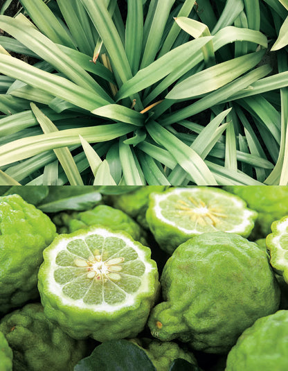 【Aroma Works】WLAL1804　エッセンシャルオイル10ml/レモングラス＆ベルガモット【結婚式　ギフト　アロマ　エッセンシャルオイル】