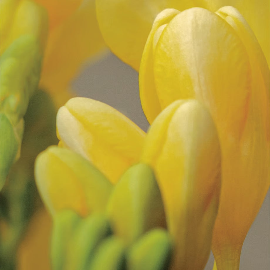 【Homegrown】WLHG0405　ディフューザー200ml/フリージア【結婚式　ギフト　ディフューザー】