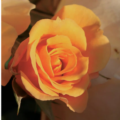 【Homegrown】WLHG0406　ディフューザー200ml/ローズ【結婚式　ギフト　ディフューザー】