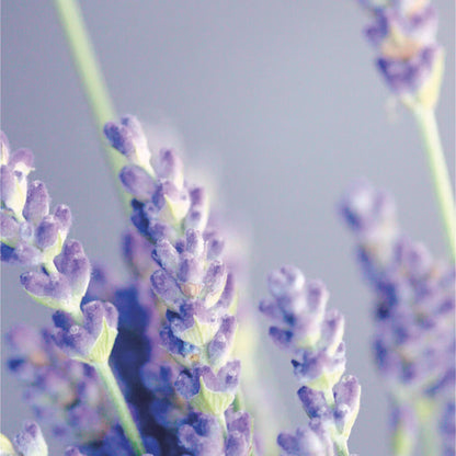 【Homegrown】WLHG0502　リフィル200ml/ラベンダー【結婚式　ギフト　ディフューザー　リフィル】