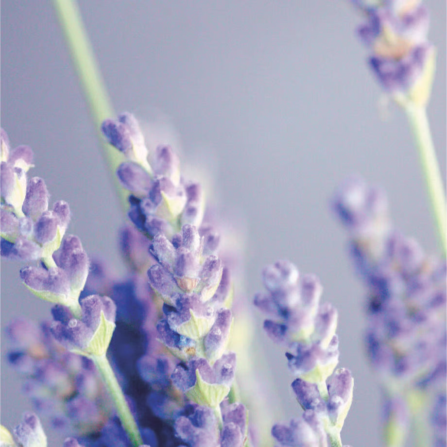 【Homegrown】WLHG0602　ルームミスト100ml/ラベンダー【結婚式　ギフト　ルームミスト】