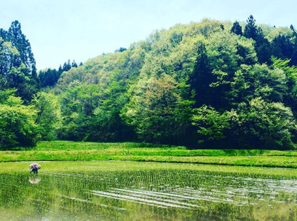 【令和6年産 新米】コシヒカリアモーレ 白米2kg 【結婚式 ギフト 縁起物】