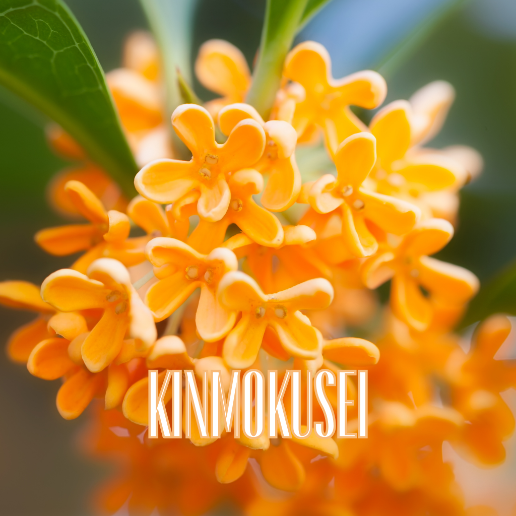 Car Fragrance【Autumn】〈内祝い ギフト〉