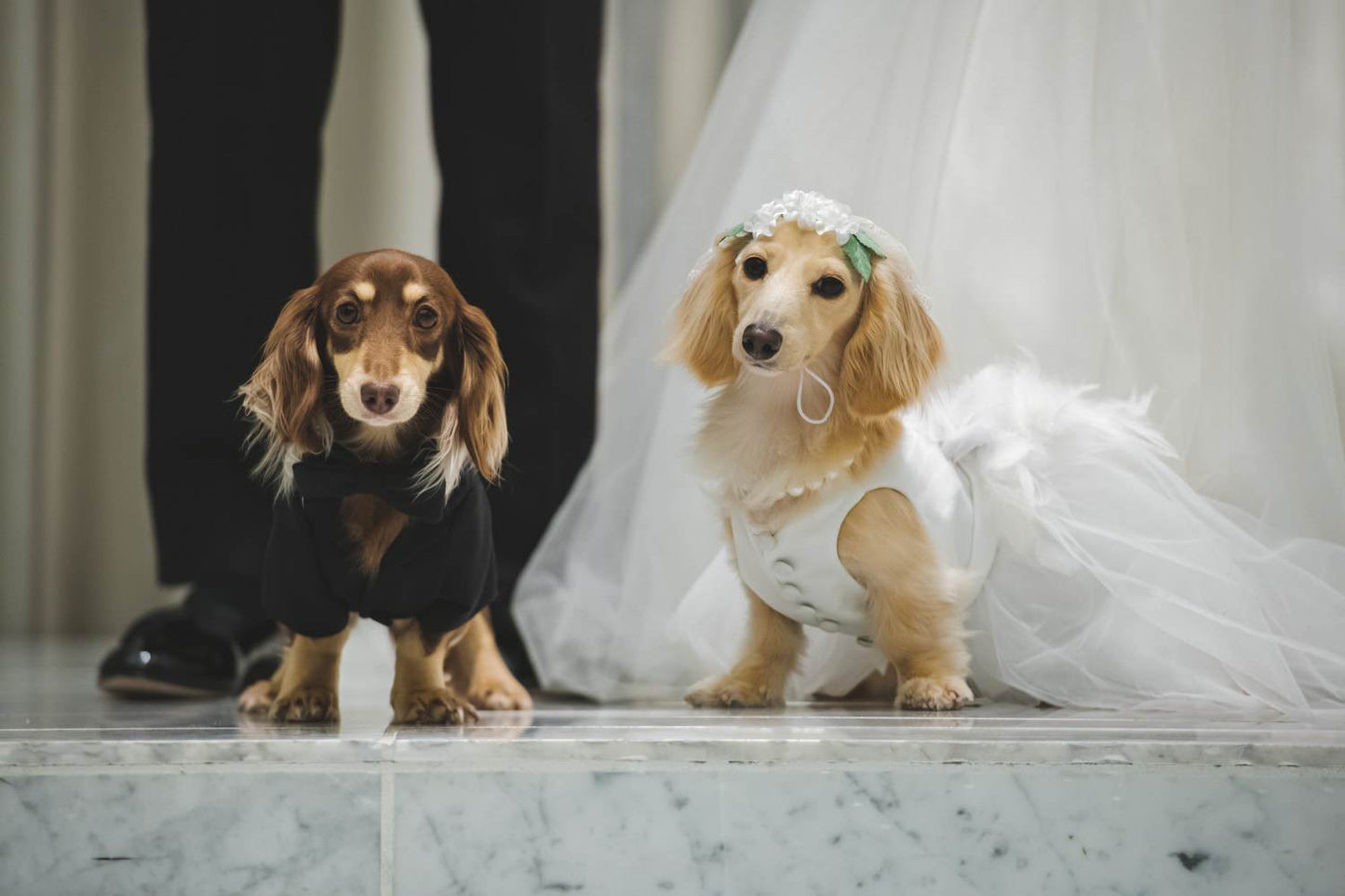 愛犬とお揃い/オーダータキシードセット 【結婚式 タキシード オーダーメイド】