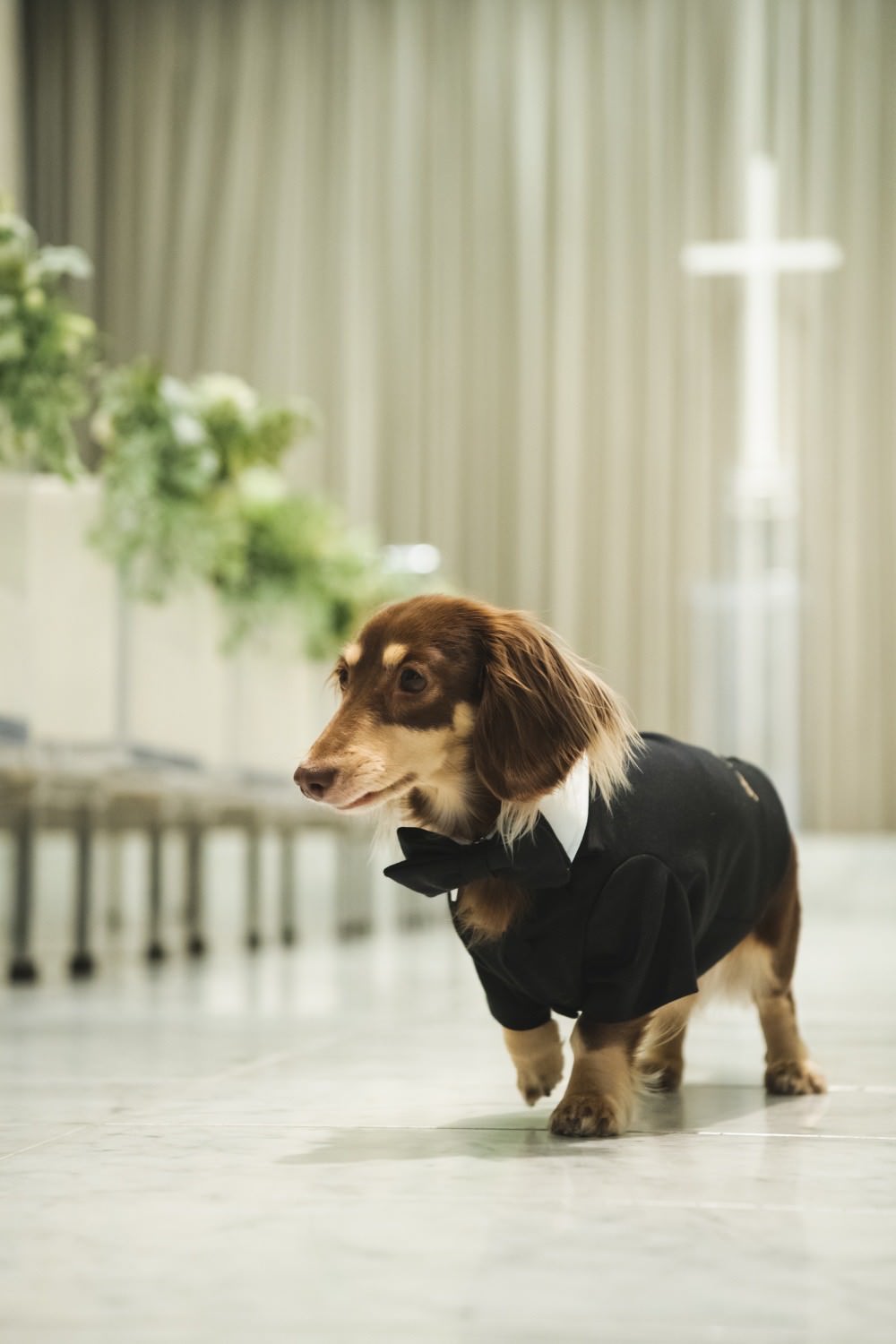 愛犬とお揃い/オーダータキシードセット 【結婚式 タキシード オーダーメイド】